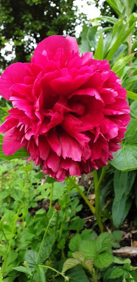 Bed and Breakfast Rose Farm Honiton Zewnętrze zdjęcie