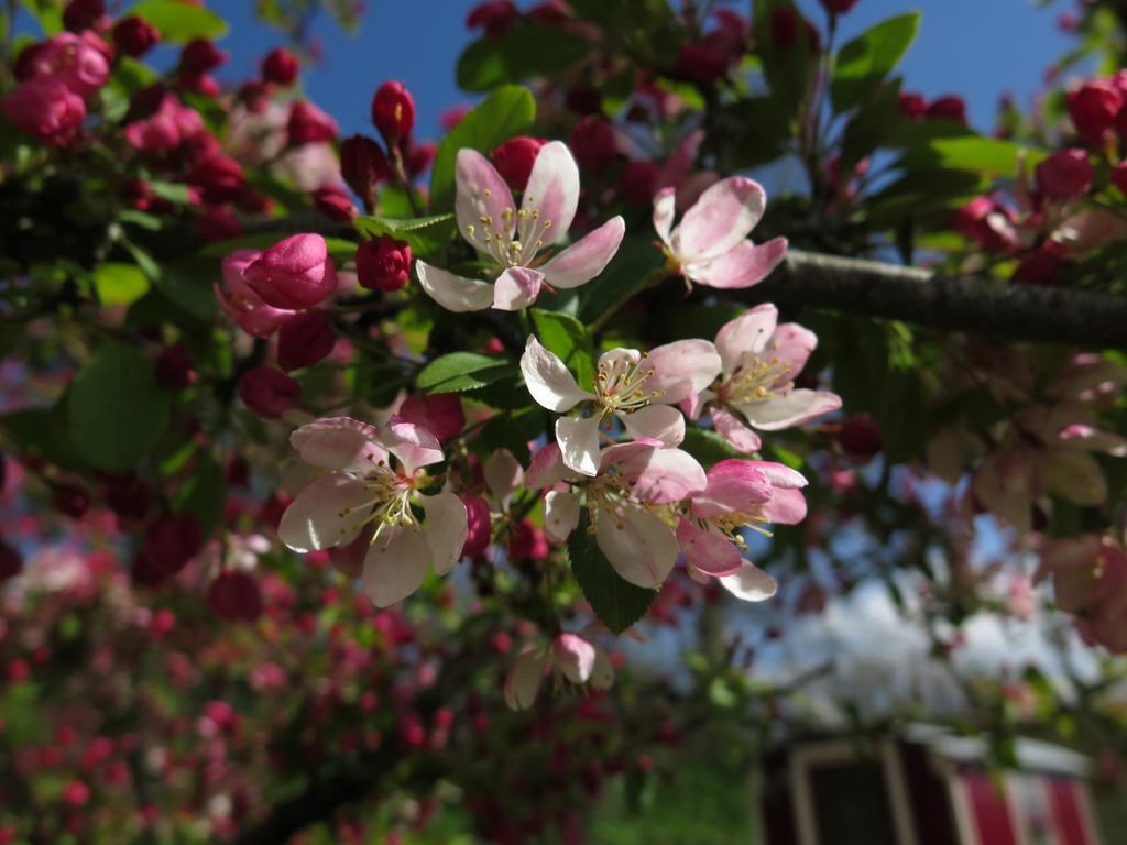 Bed and Breakfast Rose Farm Honiton Zewnętrze zdjęcie