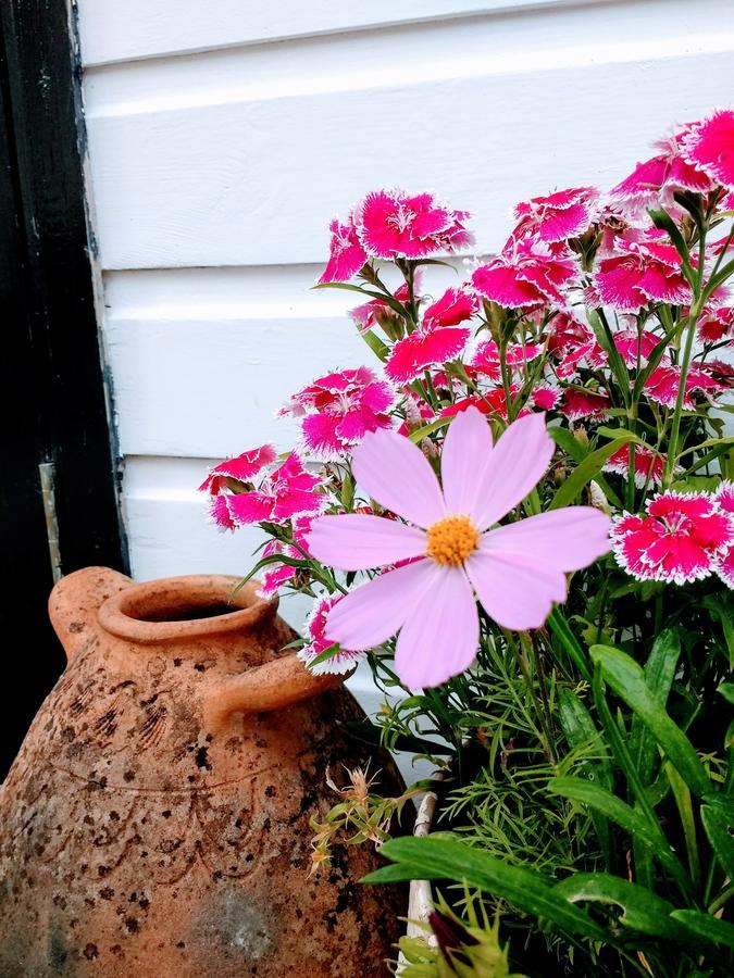 Bed and Breakfast Rose Farm Honiton Zewnętrze zdjęcie