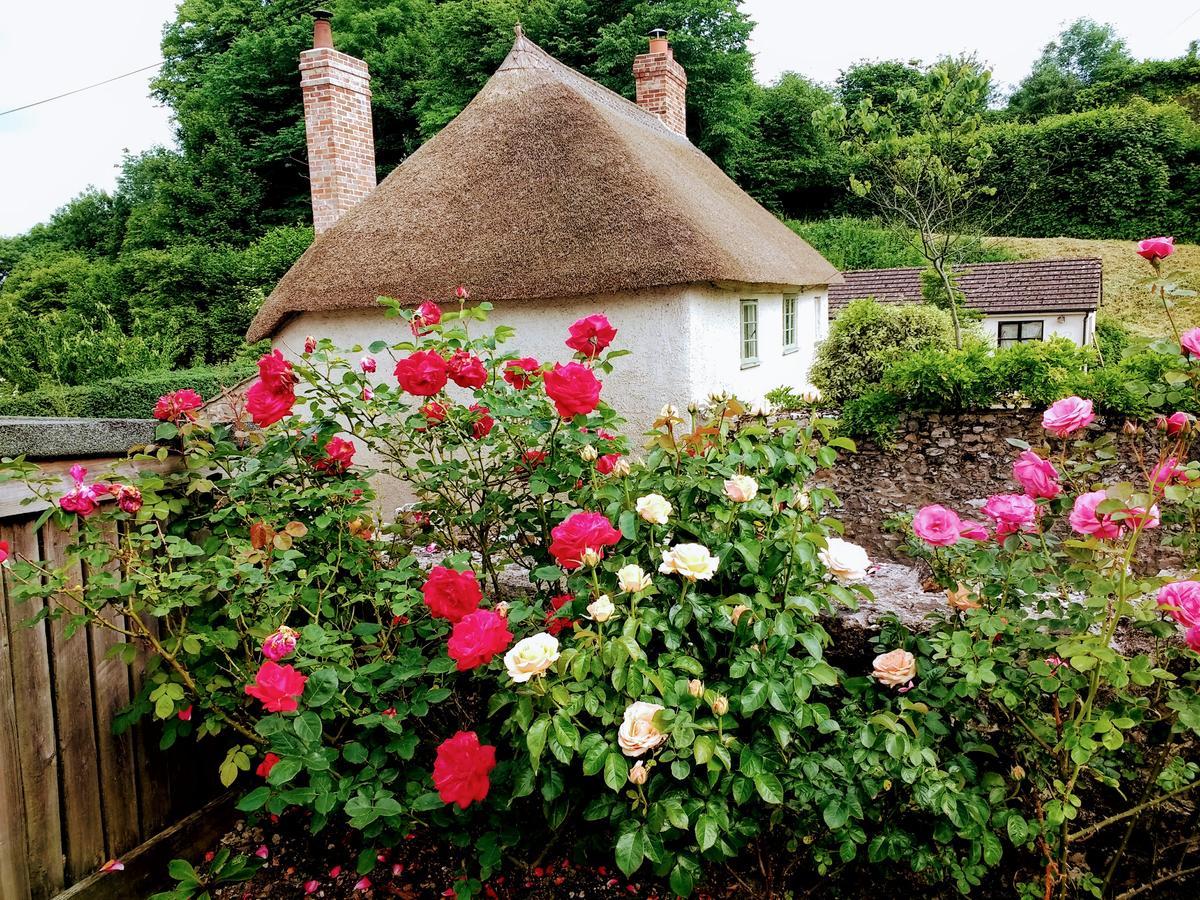 Bed and Breakfast Rose Farm Honiton Zewnętrze zdjęcie